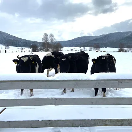 Siedem Lanow * رادكوف