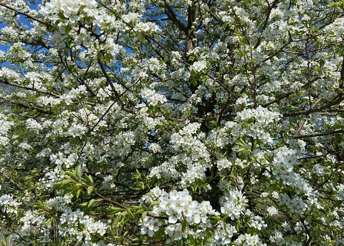 Siedem Lanow Lantgård Radkow
